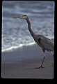 10610-00058-Great Blue Heron, Ardea herodias.jpg