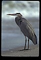 10610-00059-Great Blue Heron, Ardea herodias.jpg