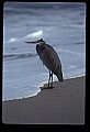 10610-00060-Great Blue Heron, Ardea herodias.jpg