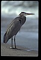 10610-00061-Great Blue Heron, Ardea herodias.jpg