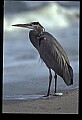 10610-00063-Great Blue Heron, Ardea herodias.jpg