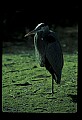 10610-00064-Great Blue Heron, Ardea herodias.jpg