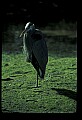 10610-00065-Great Blue Heron, Ardea herodias.jpg