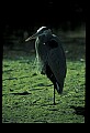 10610-00066-Great Blue Heron, Ardea herodias.jpg
