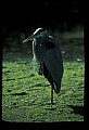 10610-00067-Great Blue Heron, Ardea herodias.jpg