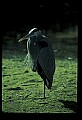 10610-00068-Great Blue Heron, Ardea herodias.jpg