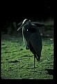 10610-00069-Great Blue Heron, Ardea herodias.jpg