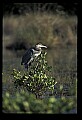 10610-00074-Great Blue Heron, Ardea herodias.jpg