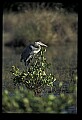 10610-00075-Great Blue Heron, Ardea herodias.jpg