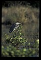 10610-00076-Great Blue Heron, Ardea herodias.jpg