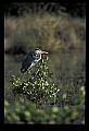 10610-00077-Great Blue Heron, Ardea herodias.jpg