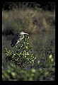 10610-00078-Great Blue Heron, Ardea herodias.jpg
