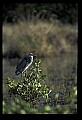 10610-00080-Great Blue Heron, Ardea herodias.jpg