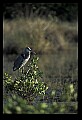 10610-00081-Great Blue Heron, Ardea herodias.jpg