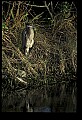 10610-00086-Great Blue Heron, Ardea herodias.jpg