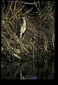 10610-00087-Great Blue Heron, Ardea herodias.jpg