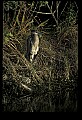 10610-00089-Great Blue Heron, Ardea herodias.jpg