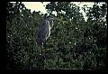 10610-00094-Great Blue Heron, Ardea herodias.jpg