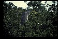 10610-00095-Great Blue Heron, Ardea herodias.jpg