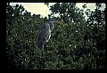 10610-00096-Great Blue Heron, Ardea herodias.jpg