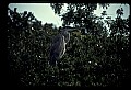 10610-00098-Great Blue Heron, Ardea herodias.jpg