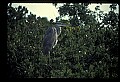 10610-00099-Great Blue Heron, Ardea herodias.jpg
