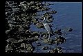 10610-00100-Great Blue Heron, Ardea herodias.jpg