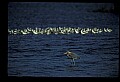 10610-00102-Great Blue Heron, Ardea herodias.jpg