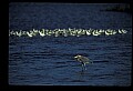 10610-00103-Great Blue Heron, Ardea herodias.jpg
