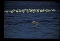 10610-00104-Great Blue Heron, Ardea herodias.jpg