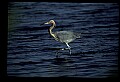 10610-00105-Great Blue Heron, Ardea herodias.jpg