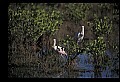 10612-00009-Ibis and Spoonbills-Roseate Spoonbill.jpg
