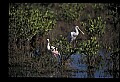 10612-00010-Ibis and Spoonbills-Roseate Spoonbill.jpg