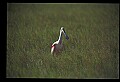 10612-00022-Ibis and Spoonbills-Roseate Spoonbill.jpg
