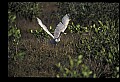 10612-00027-Ibis and Spoonbills-Roseate Spoonbill.jpg
