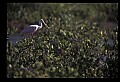 10612-00036-Ibis and Spoonbills-Roseate Spoonbill.jpg