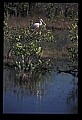 10612-00059-Ibis and Spoonbills-Roseate Spoonbill.jpg