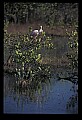 10612-00060-Ibis and Spoonbills-Roseate Spoonbill.jpg