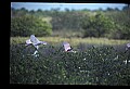 10612-00083-Ibis and Spoonbills-Roseate Spoonbill.jpg