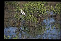 10612-00096-Ibis and Spoonbills-Roseate Spoonbill.jpg