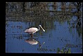10612-00101-Ibis and Spoonbills-Roseate Spoonbill.jpg