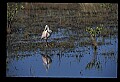 10612-00111-Ibis and Spoonbills-Roseate Spoonbill.jpg