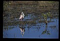10612-00113-Ibis and Spoonbills-Roseate Spoonbill.jpg