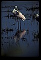 10612-00129-Ibis and Spoonbills-Roseate Spoonbill.jpg