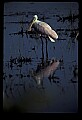 10612-00130-Ibis and Spoonbills-Roseate Spoonbill.jpg