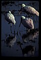 10612-00135-Ibis and Spoonbills-Roseate Spoonbill.jpg