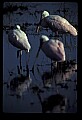 10612-00137-Ibis and Spoonbills-Roseate Spoonbill.jpg