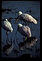 10612-00144-Ibis and Spoonbills-Roseate Spoonbill.jpg
