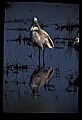 10612-00156-Ibis and Spoonbills-Roseate Spoonbill.jpg