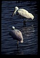 10612-00170-Ibis and Spoonbills-Roseate Spoonbill.jpg